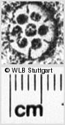 Image Description for https://www.wlb-stuttgart.de/kyriss/images/s0220209.jpg