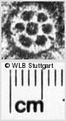 Image Description for https://www.wlb-stuttgart.de/kyriss/images/s0220210.jpg
