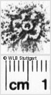 Image Description for https://www.wlb-stuttgart.de/kyriss/images/s0220524.jpg