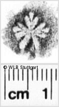 Image Description for https://www.wlb-stuttgart.de/kyriss/images/s0222105.jpg