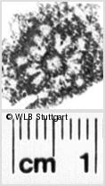 Image Description for https://www.wlb-stuttgart.de/kyriss/images/s0222809.jpg