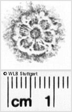 Image Description for https://www.wlb-stuttgart.de/kyriss/images/s0234006.jpg
