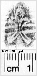 Image Description for https://www.wlb-stuttgart.de/kyriss/images/s0235807.jpg
