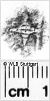 Image Description for https://www.wlb-stuttgart.de/kyriss/images/s0236906.jpg