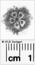 Image Description for https://www.wlb-stuttgart.de/kyriss/images/s0242724.jpg