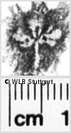 Image Description for https://www.wlb-stuttgart.de/kyriss/images/s0246206.jpg