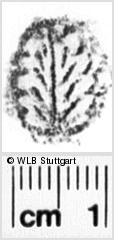 Image Description for https://www.wlb-stuttgart.de/kyriss/images/s0247204.jpg