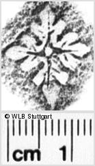 Image Description for https://www.wlb-stuttgart.de/kyriss/images/s0255609.jpg