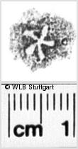 Image Description for https://www.wlb-stuttgart.de/kyriss/images/s0263811.jpg