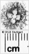 Image Description for https://www.wlb-stuttgart.de/kyriss/images/s0264005.jpg
