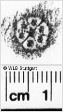 Image Description for https://www.wlb-stuttgart.de/kyriss/images/s0265922.jpg