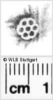 Image Description for https://www.wlb-stuttgart.de/kyriss/images/s0267406.jpg