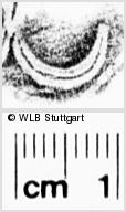 Image Description for https://www.wlb-stuttgart.de/kyriss/images/s0270511.jpg