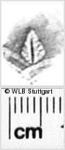 Image Description for https://www.wlb-stuttgart.de/kyriss/images/s0271207.jpg
