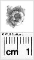 Image Description for https://www.wlb-stuttgart.de/kyriss/images/s0271216.jpg