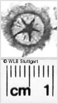 Image Description for https://www.wlb-stuttgart.de/kyriss/images/s0271608.jpg