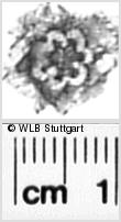 Image Description for https://www.wlb-stuttgart.de/kyriss/images/s0271611.jpg