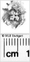 Image Description for https://www.wlb-stuttgart.de/kyriss/images/s0271612.jpg