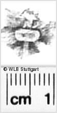 Image Description for https://www.wlb-stuttgart.de/kyriss/images/s0271618.jpg