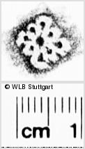 Image Description for https://www.wlb-stuttgart.de/kyriss/images/s0272509.jpg