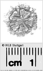 Image Description for https://www.wlb-stuttgart.de/kyriss/images/s0280719.jpg