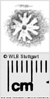 Image Description for https://www.wlb-stuttgart.de/kyriss/images/s0281022.jpg