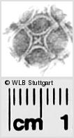 Image Description for https://www.wlb-stuttgart.de/kyriss/images/s0281717.jpg