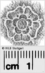 Image Description for https://www.wlb-stuttgart.de/kyriss/images/s0281722.jpg