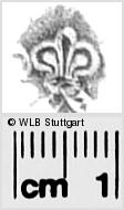 Image Description for https://www.wlb-stuttgart.de/kyriss/images/s0281944.jpg