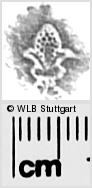 Image Description for https://www.wlb-stuttgart.de/kyriss/images/s0281945.jpg