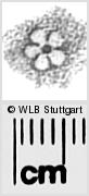 Image Description for https://www.wlb-stuttgart.de/kyriss/images/s0282403.jpg