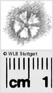 Image Description for https://www.wlb-stuttgart.de/kyriss/images/s0282407.jpg