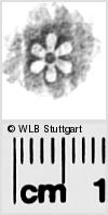 Image Description for https://www.wlb-stuttgart.de/kyriss/images/s0282408.jpg