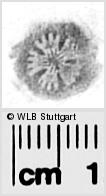 Image Description for https://www.wlb-stuttgart.de/kyriss/images/s0282503.jpg