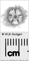 Image Description for https://www.wlb-stuttgart.de/kyriss/images/s0283104.jpg