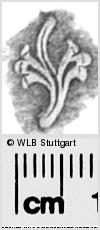 Image Description for https://www.wlb-stuttgart.de/kyriss/images/s0283617.jpg