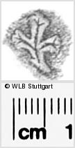 Image Description for https://www.wlb-stuttgart.de/kyriss/images/s0283819.jpg