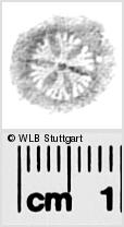 Image Description for https://www.wlb-stuttgart.de/kyriss/images/s0284210.jpg