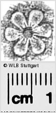 Image Description for https://www.wlb-stuttgart.de/kyriss/images/s0284631.jpg