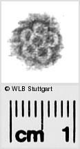 Image Description for https://www.wlb-stuttgart.de/kyriss/images/s0284906.jpg