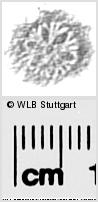 Image Description for https://www.wlb-stuttgart.de/kyriss/images/s0285618.jpg