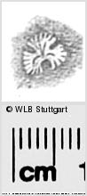 Image Description for https://www.wlb-stuttgart.de/kyriss/images/s0285619.jpg