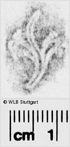 Image Description for https://www.wlb-stuttgart.de/kyriss/images/s0286123.jpg