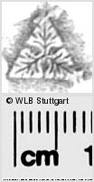 Image Description for https://www.wlb-stuttgart.de/kyriss/images/s0286403.jpg