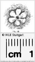 Image Description for https://www.wlb-stuttgart.de/kyriss/images/s0287824.jpg