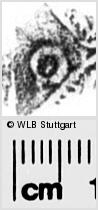 Image Description for https://www.wlb-stuttgart.de/kyriss/images/s0289001.jpg