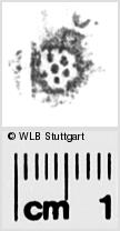 Image Description for https://www.wlb-stuttgart.de/kyriss/images/s0289110.jpg