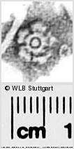 Image Description for https://www.wlb-stuttgart.de/kyriss/images/s0291144.jpg