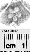 Image Description for https://www.wlb-stuttgart.de/kyriss/images/s0291369.jpg