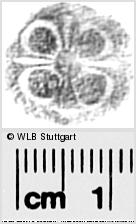 Image Description for https://www.wlb-stuttgart.de/kyriss/images/s0291475.jpg
